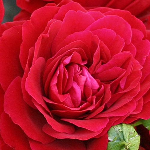 Piros - Rózsa - Grand Award ® - Online rózsa vásárlás